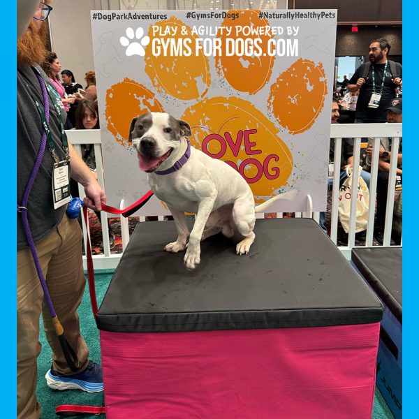 TrainingBoxes HomePage dog ACE