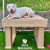 TrainingPlatform InteractivePlaySeries GymsForDogs ShelterStrong RISPCA