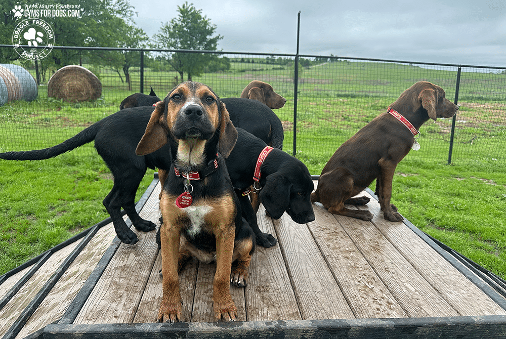 BeagleFreedomProject GymsForDogs ShelterStrong BridgeClimb11