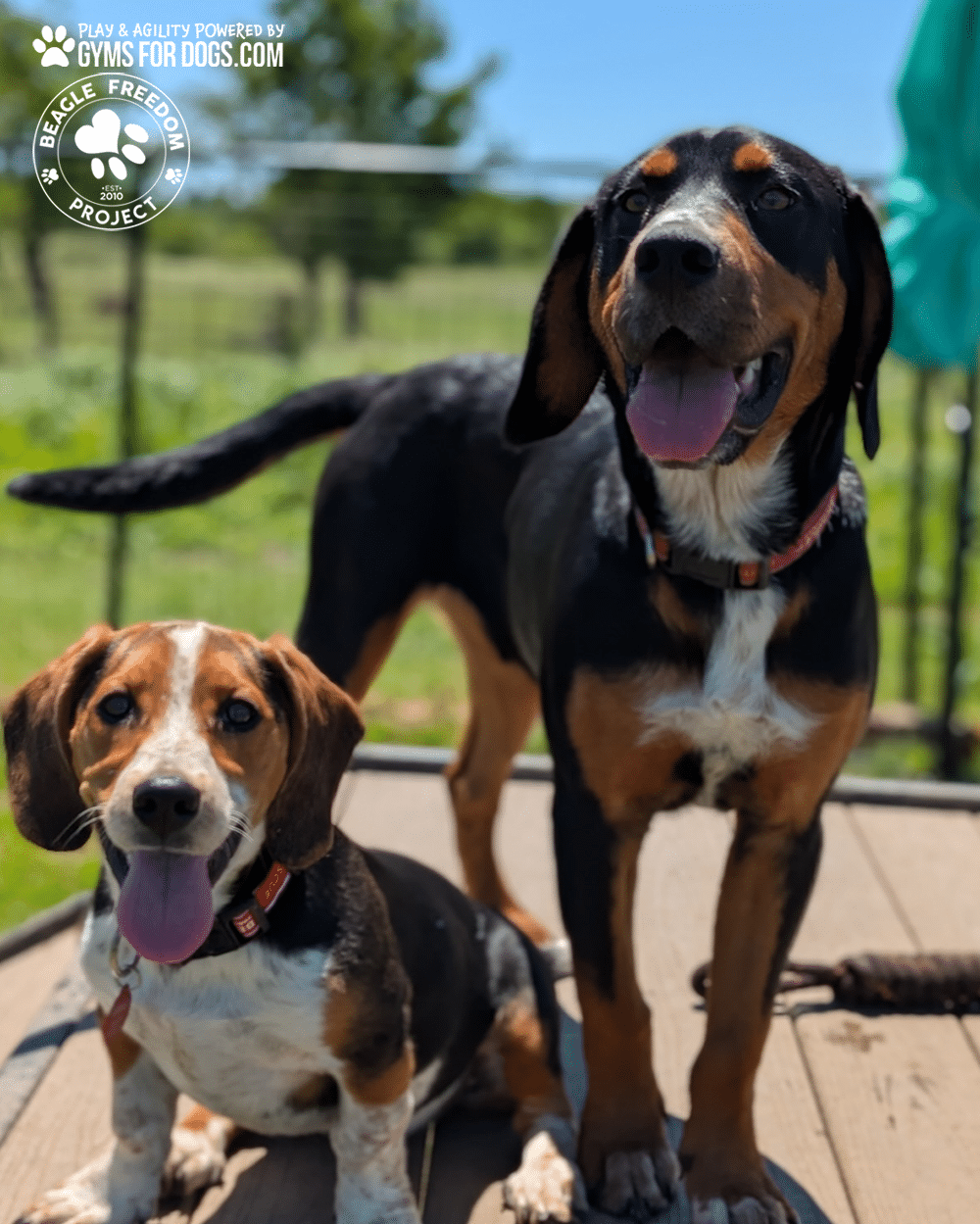 BeagleFreedomProject GymsForDogs ShelterStrong BridgeClimb3