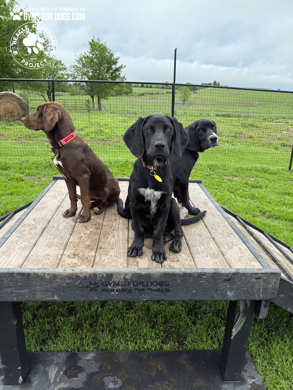 BeagleFreedomProject GymsForDogs ShelterStrong BridgeClimb4