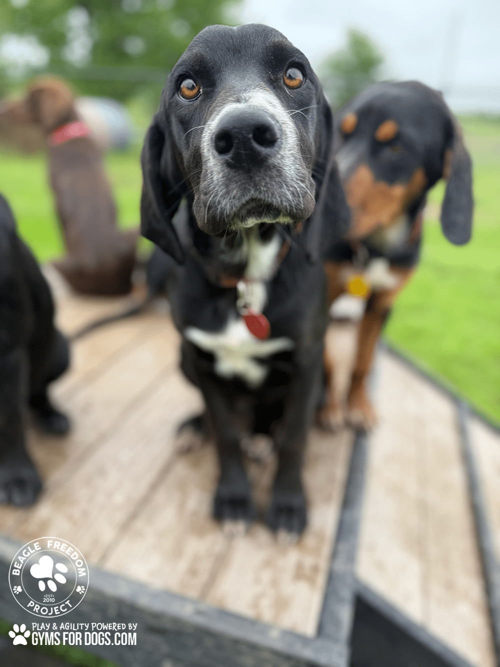 BeagleFreedomProject GymsForDogs ShelterStrong BridgeClimb8