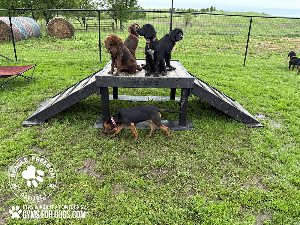 BeagleFreedomProject GymsForDogs ShelterStrong BridgeClimb9