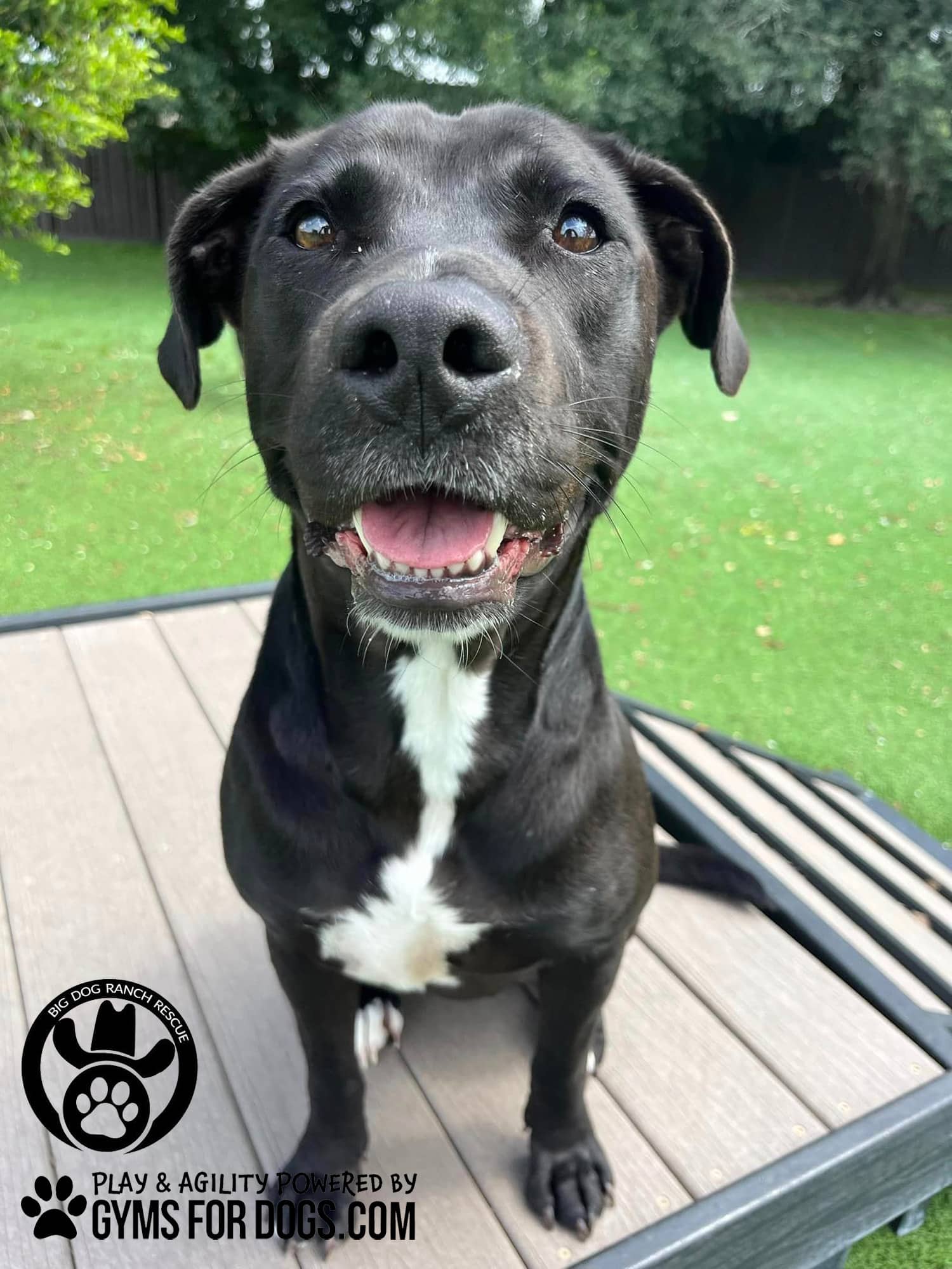 BigDogRanch GymsForDogs ShelterStrong BridgeClimb