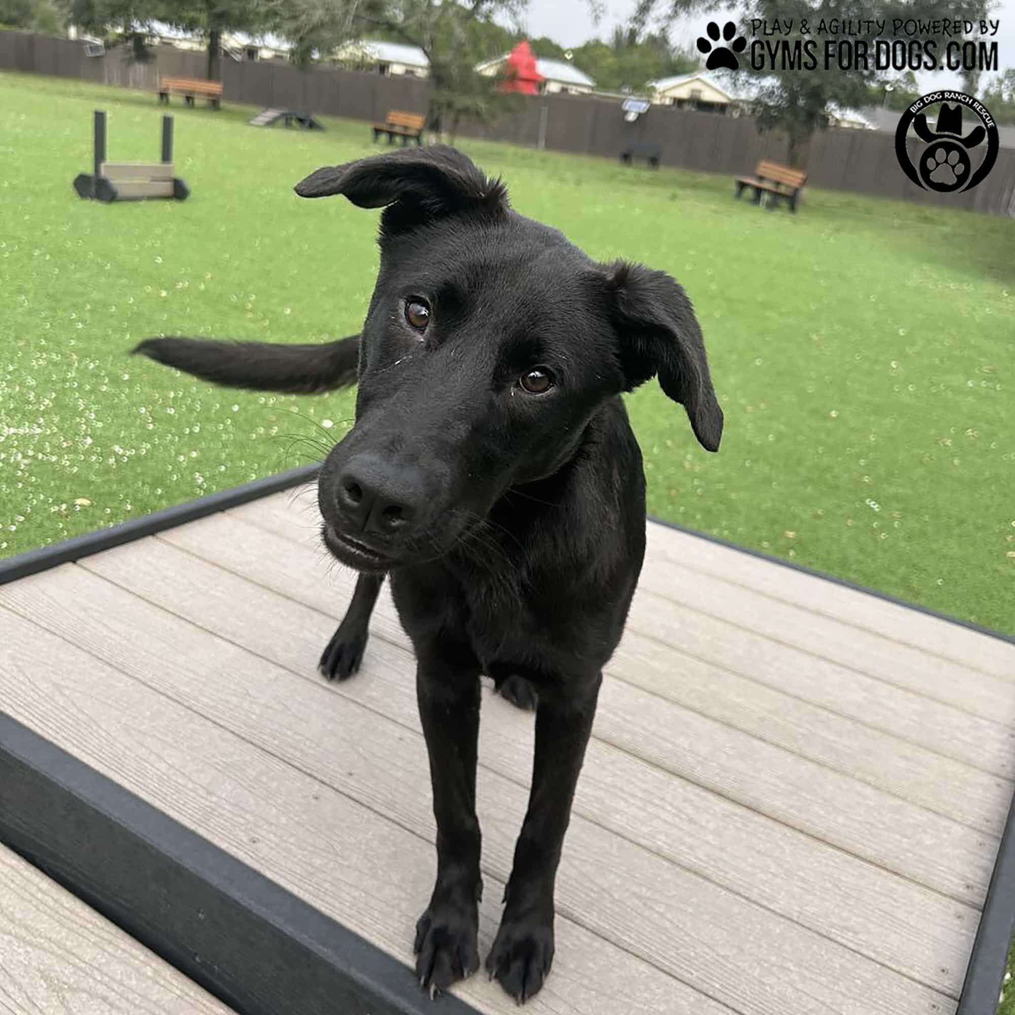 BigDogRanch GymsForDogs ShelterStrong BridgeClimb10