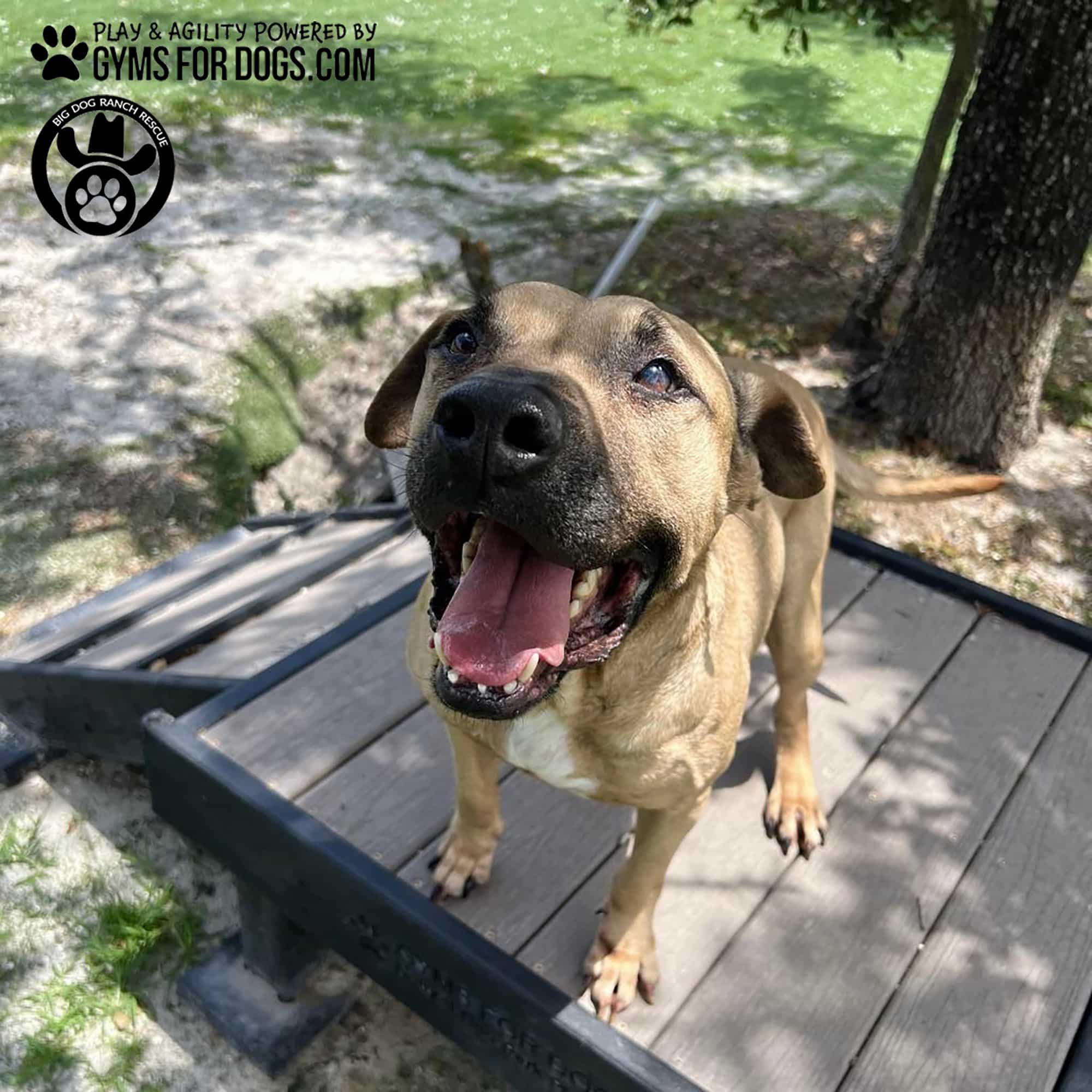 BigDogRanch GymsForDogs ShelterStrong BridgeClimb2