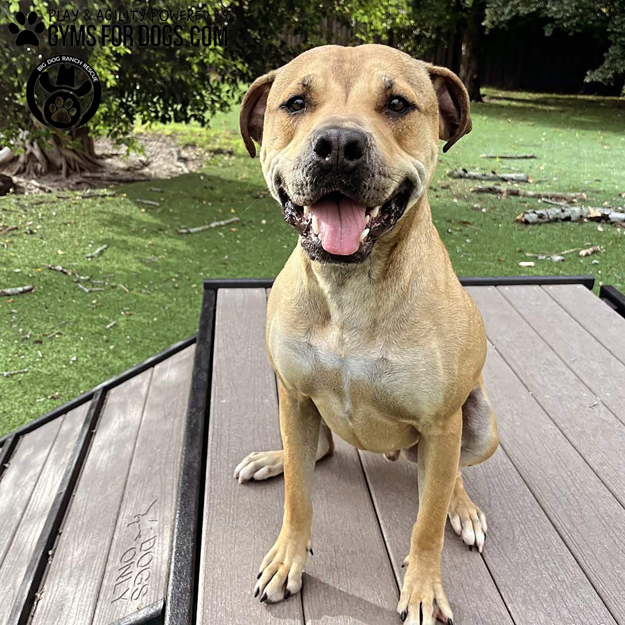 BigDogRanch GymsForDogs ShelterStrong BridgeClimb3