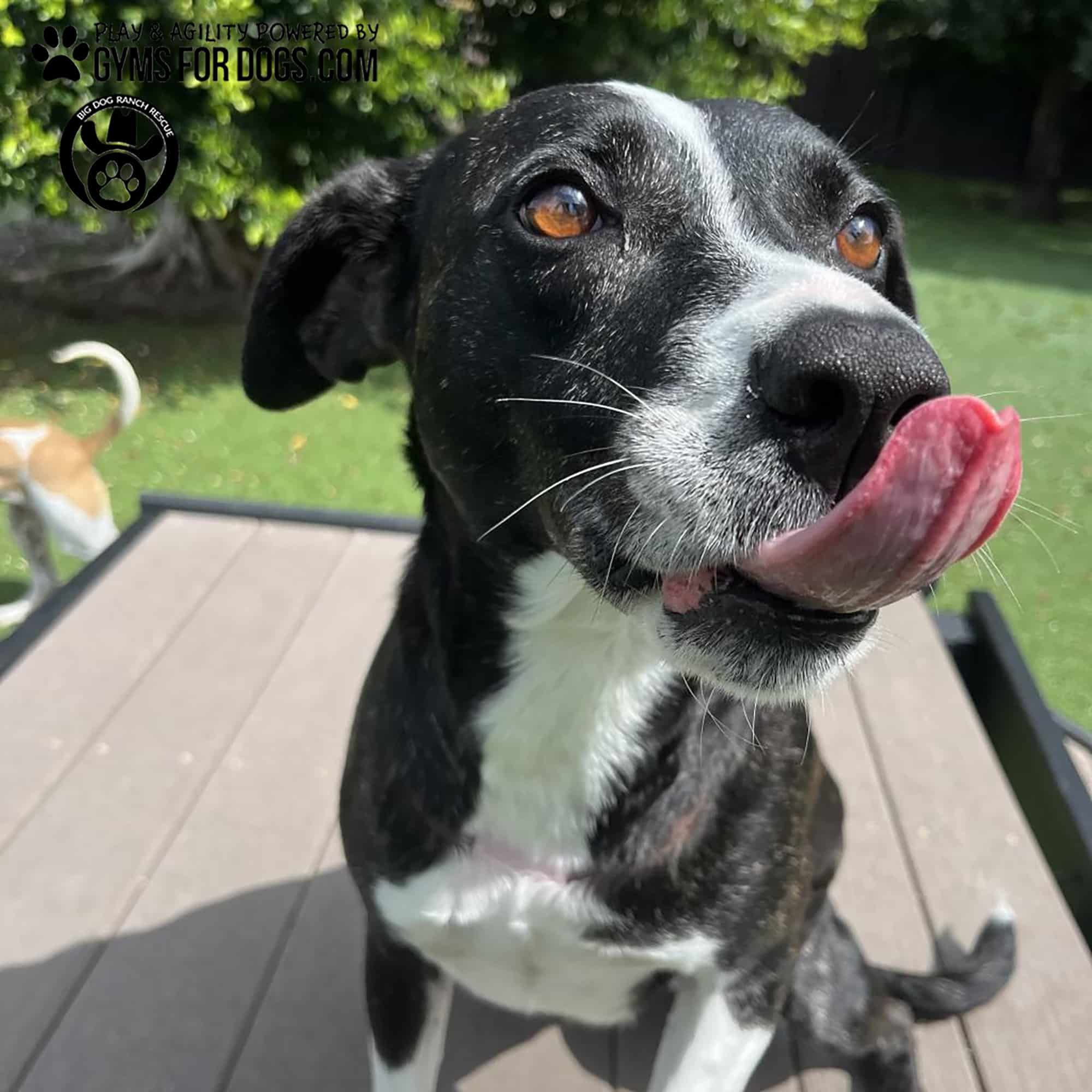 BigDogRanch GymsForDogs ShelterStrong BridgeClimb4