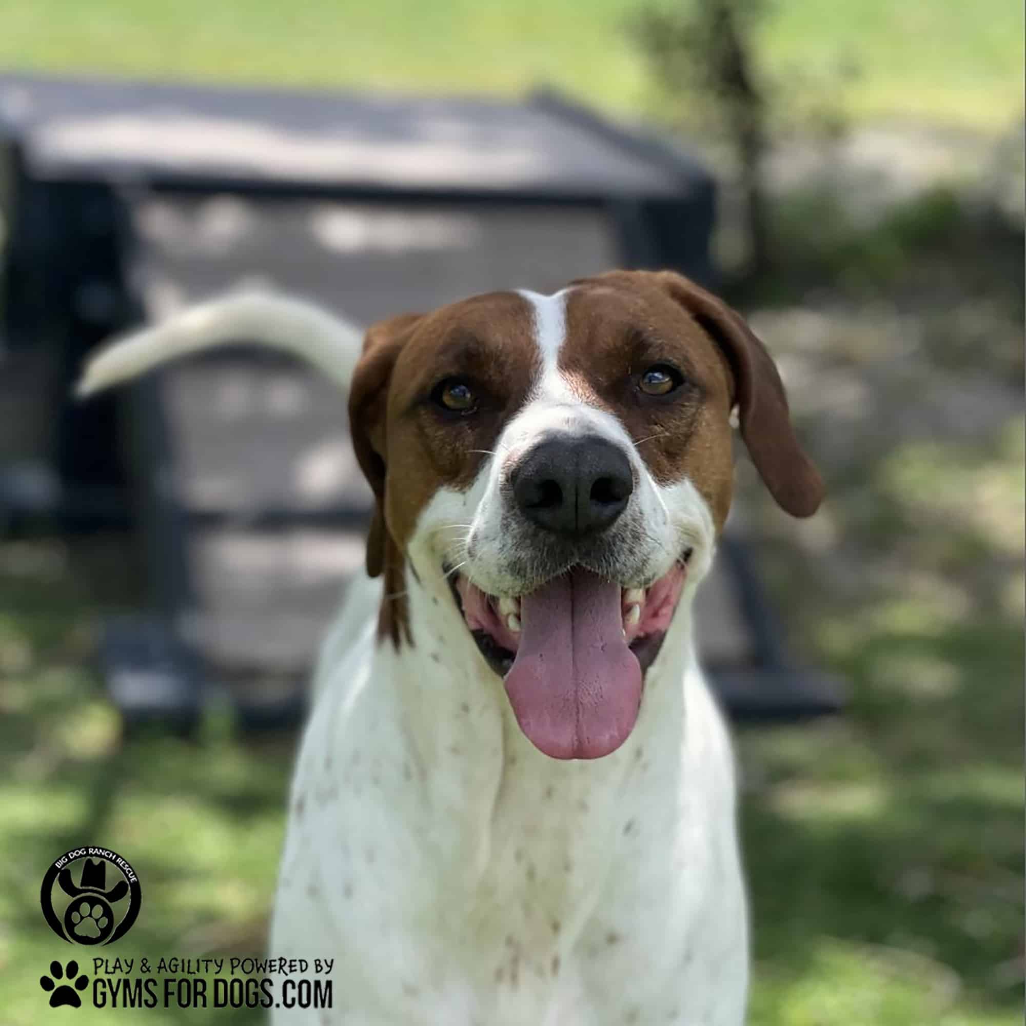 BigDogRanch GymsForDogs ShelterStrong BridgeClimb5