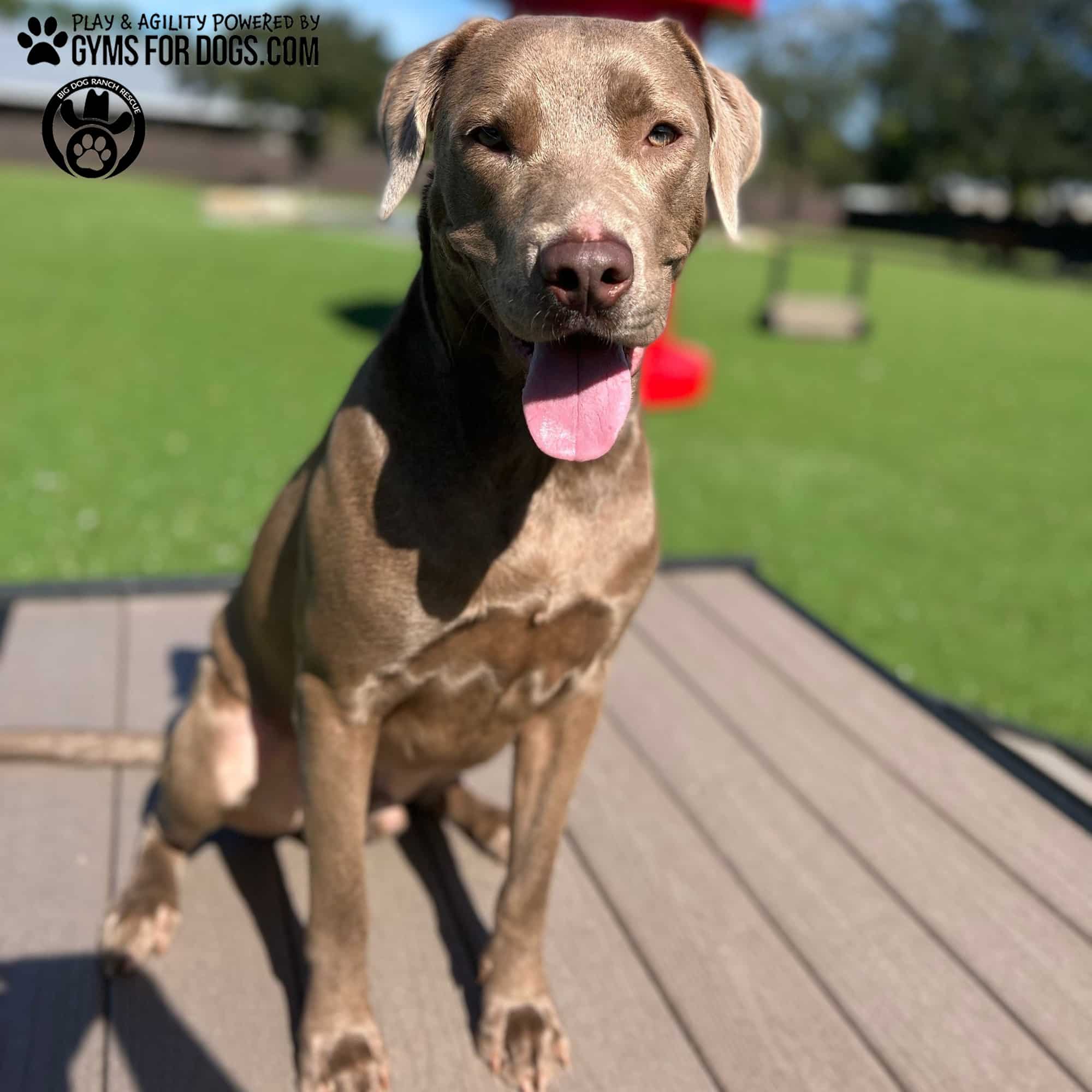 BigDogRanch GymsForDogs ShelterStrong BridgeClimb6