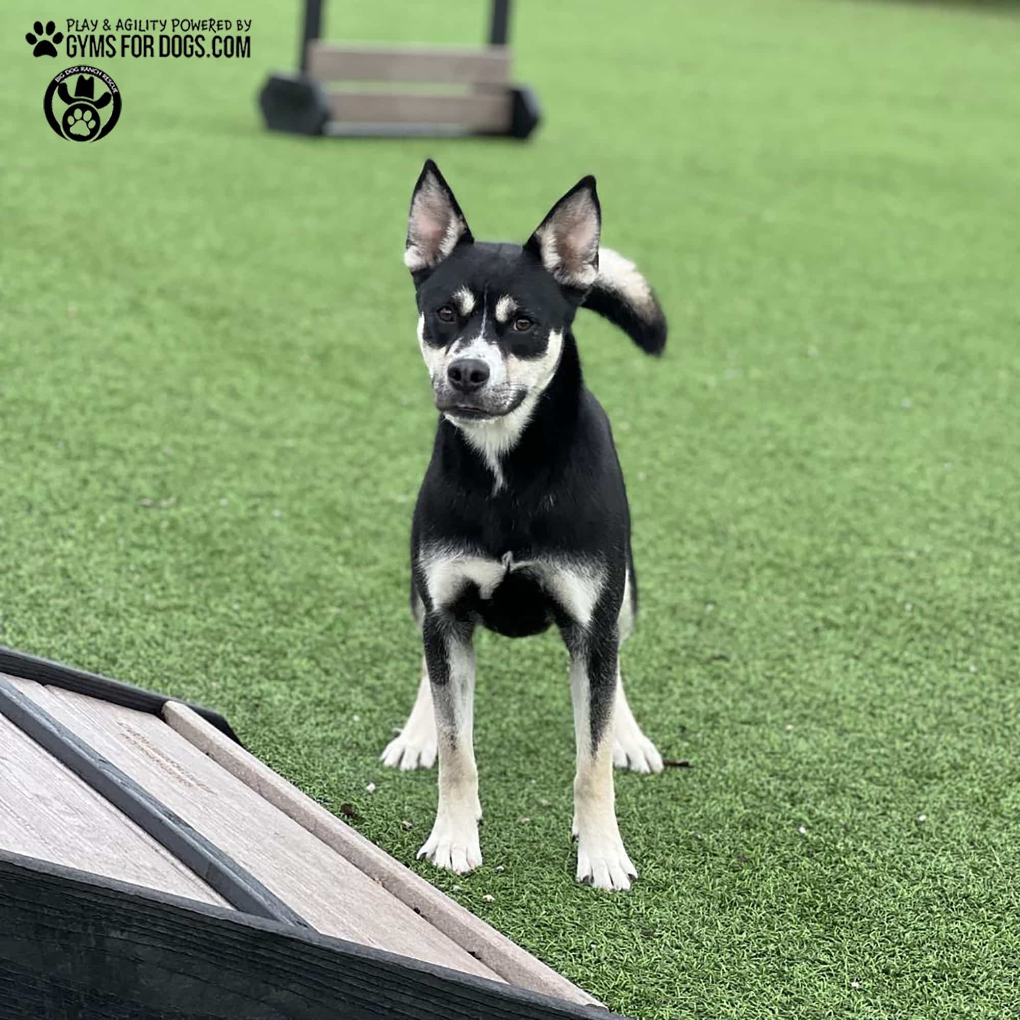 BigDogRanch GymsForDogs ShelterStrong BridgeClimb7