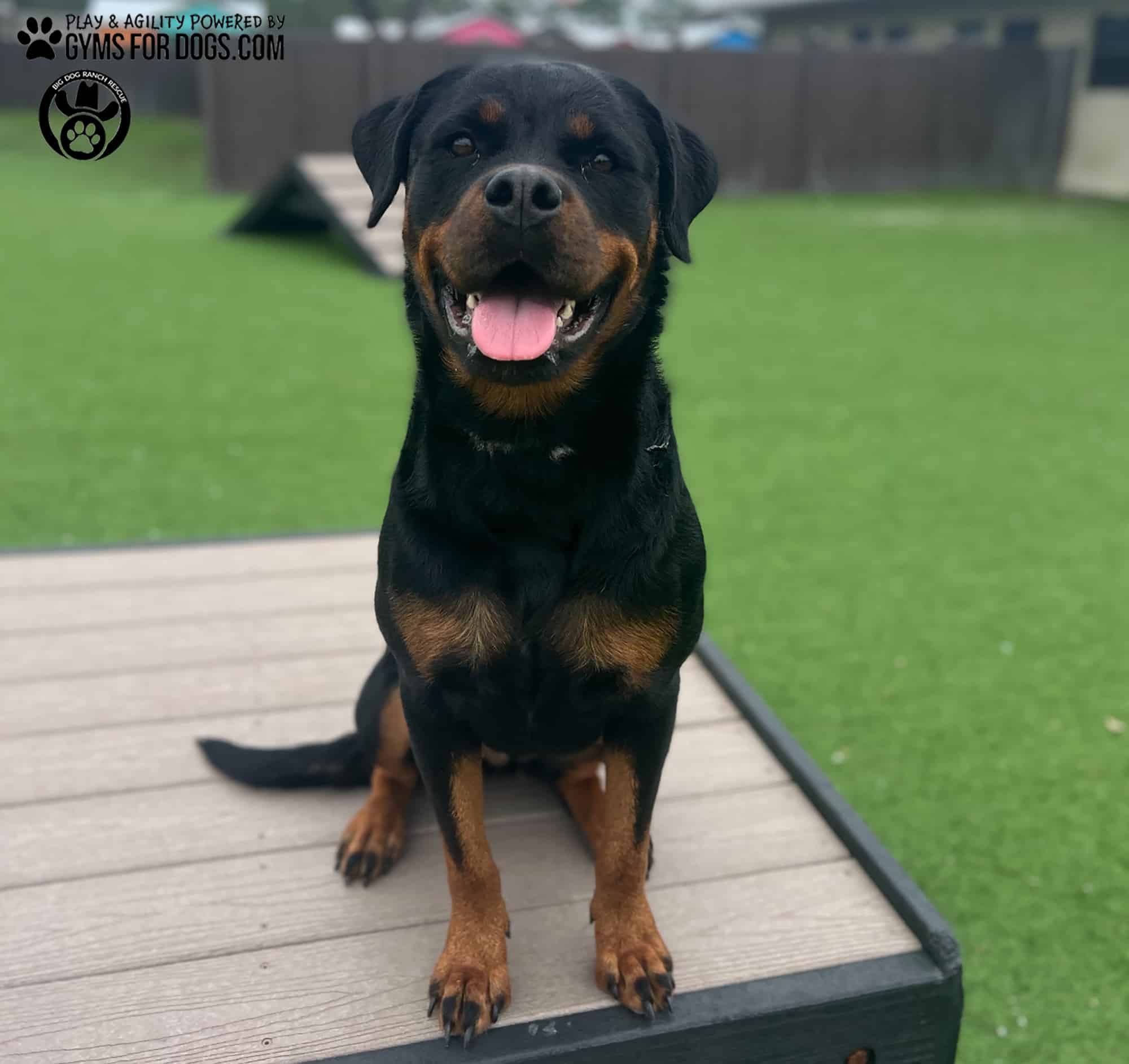 BigDogRanch GymsForDogs ShelterStrong BridgeClimb8