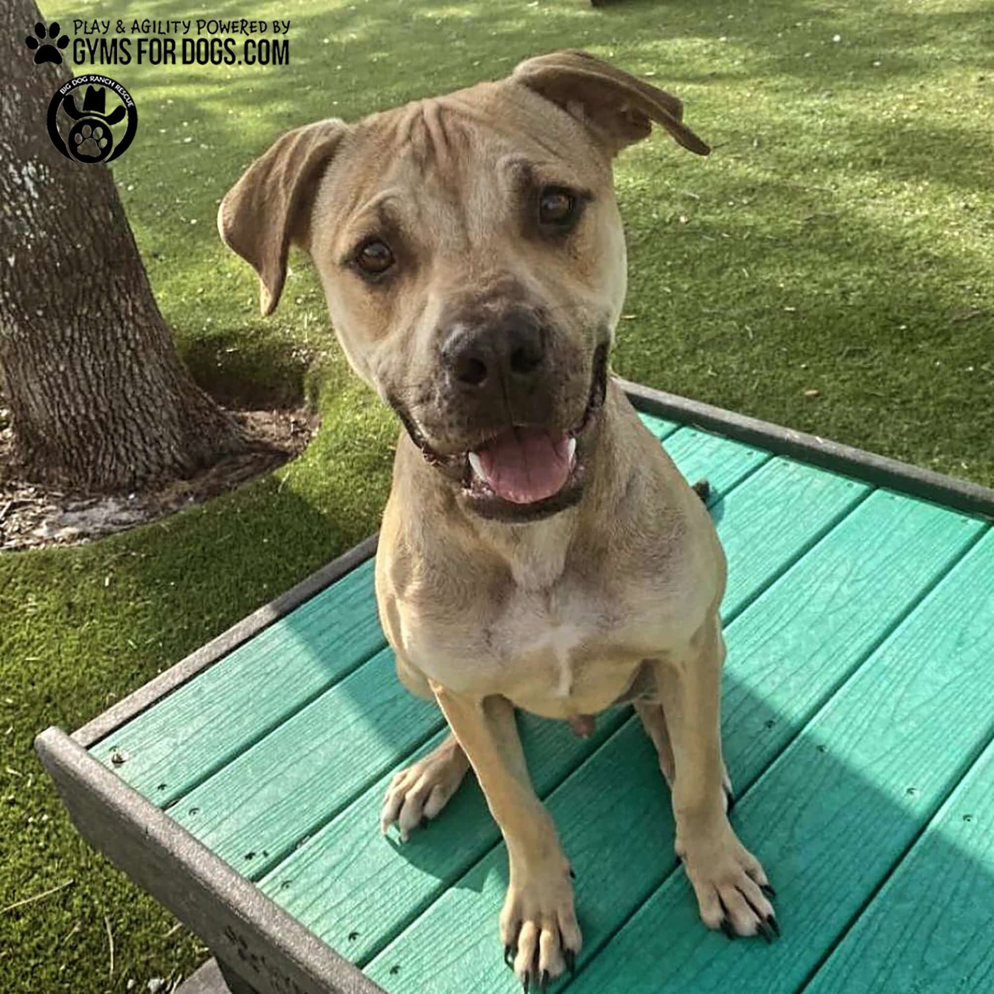 BigDogRanch GymsForDogs ShelterStrong TrainingPlatformGreen