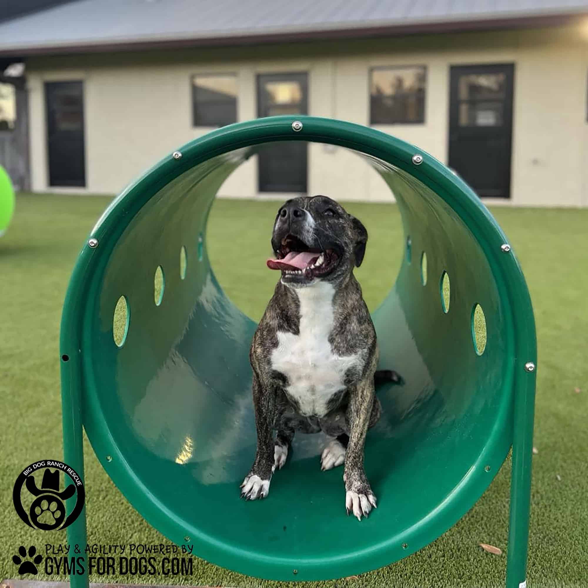 BigDogRanch GymsForDogs ShelterStrong TunnelThru