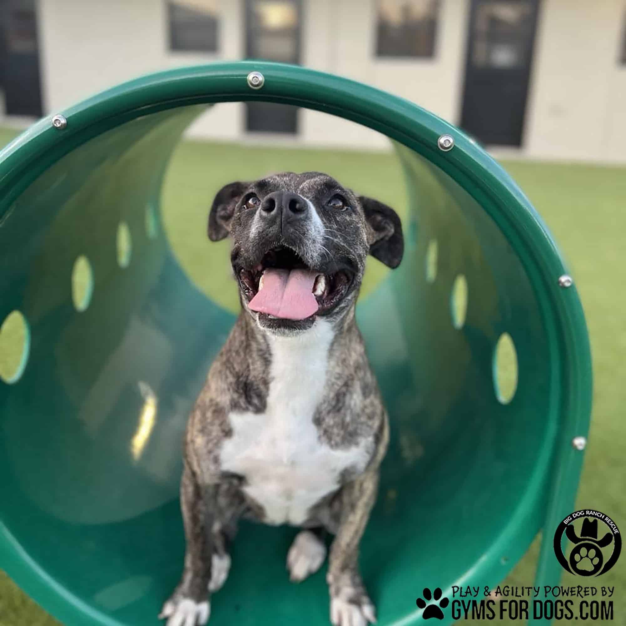 BigDogRanch GymsForDogs ShelterStrong TunnelThru2