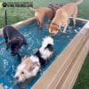 CoolDogSplashPool AlltheDogs - Dog Park Outfitters CoolDogSplashPool AlltheDogs