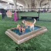 CoolDogSplashPool AlltheDogs4 - Dog Park Outfitters CoolDogSplashPool AlltheDogs4