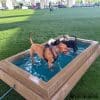 CoolDogSplashPool AlltheDogsMinusMaggie - Dog Park Outfitters CoolDogSplashPool AlltheDogsMinusMaggie