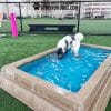 CoolDogSplashPool Dog - Dog Park Outfitters CoolDogSplashPool Dog