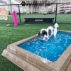 CoolDogSplashPool Dog2 - Dog Park Outfitters CoolDogSplashPool Dog2