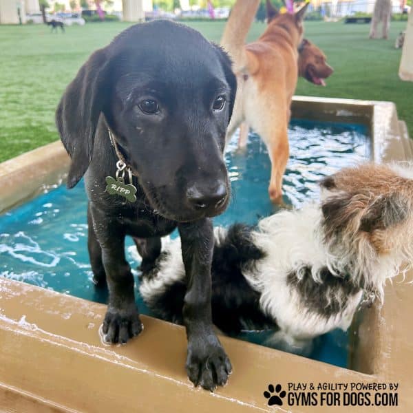 CoolDogSplashPool RippPupp2 - Dog Park Outfitters CoolDogSplashPool RippPupp2