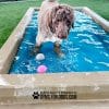 CoolDogSplashPool SingleDog3 - Dog Park Outfitters CoolDogSplashPool SingleDog3