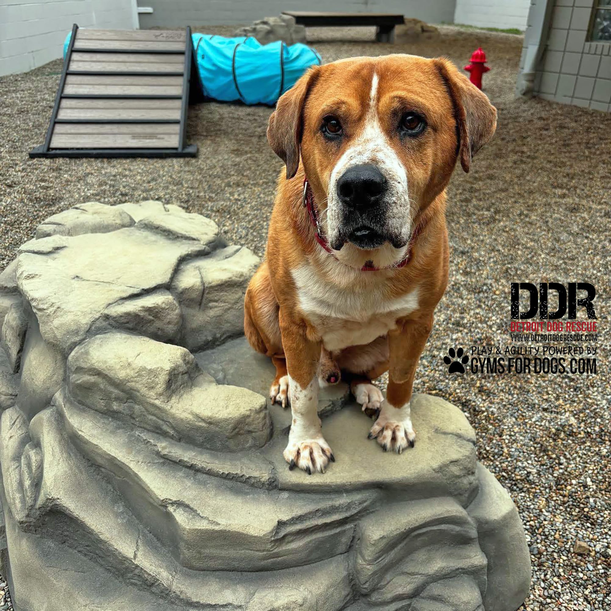 DetroitDogRescue GymsForDogs ShelterStrong ClimbingBoulder