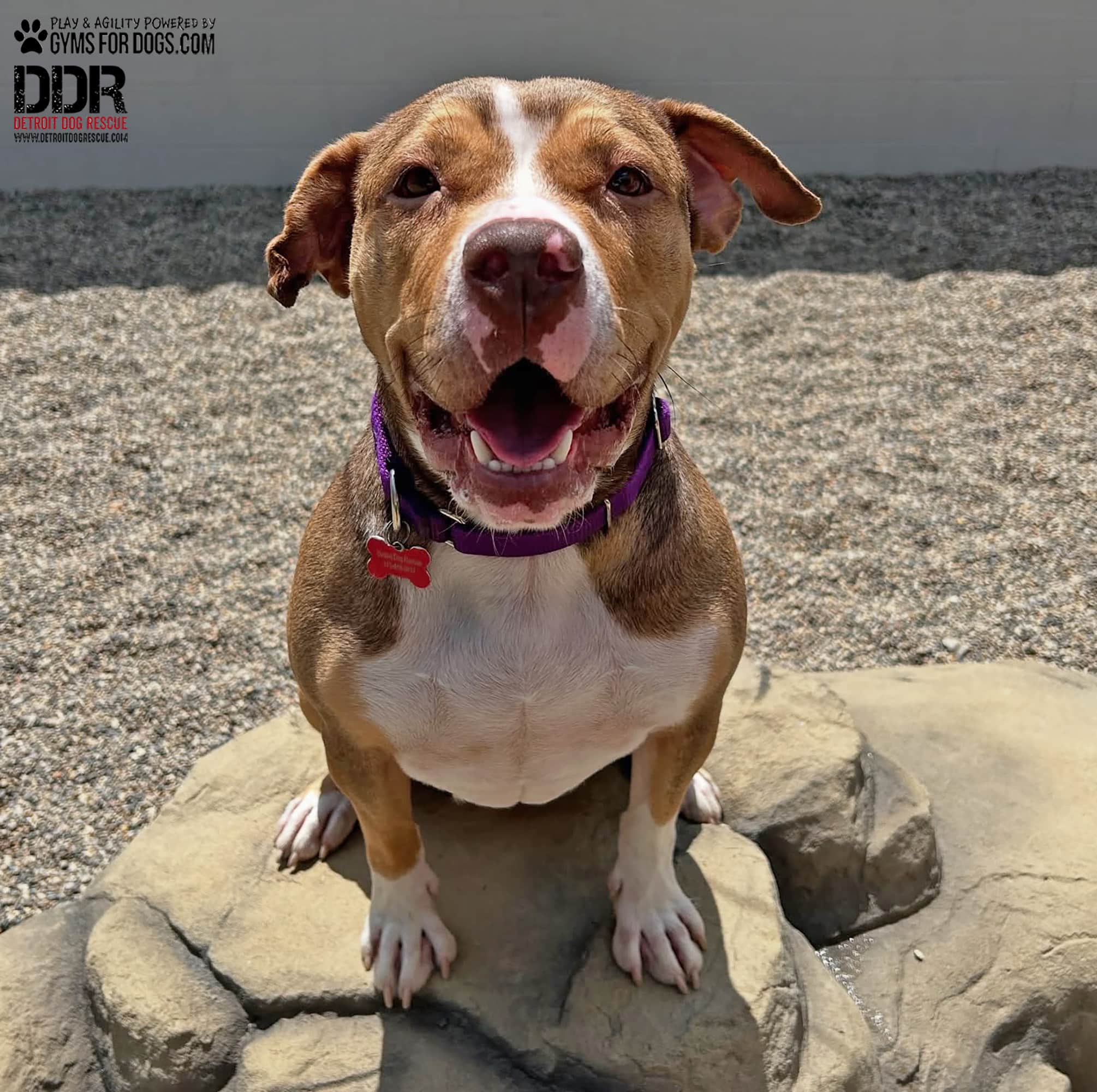 DetroitDogRescue GymsForDogs ShelterStrong ClimbingBoulder2