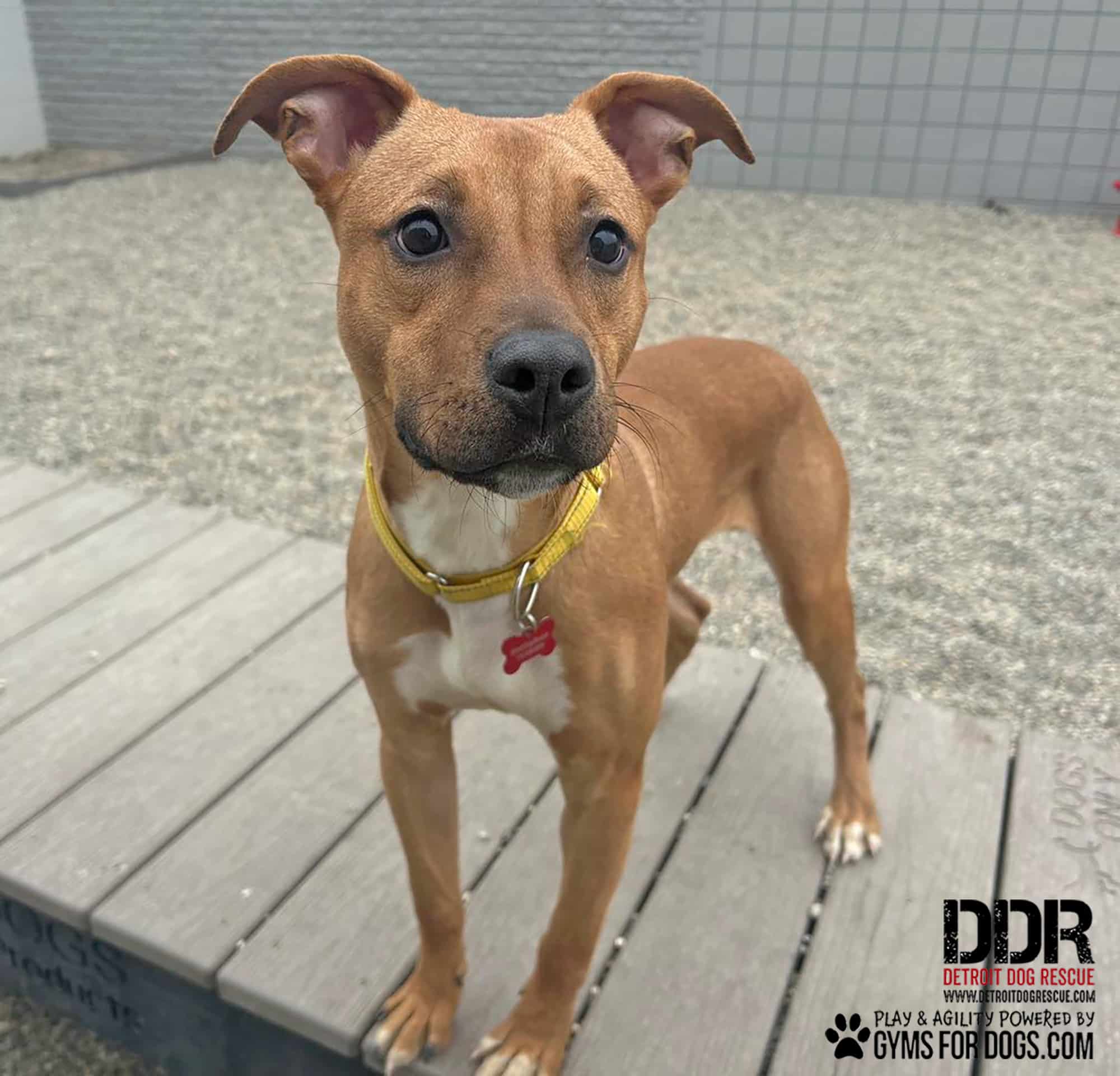 DetroitDogRescue GymsForDogs ShelterStrong ElliesBoulderBridge