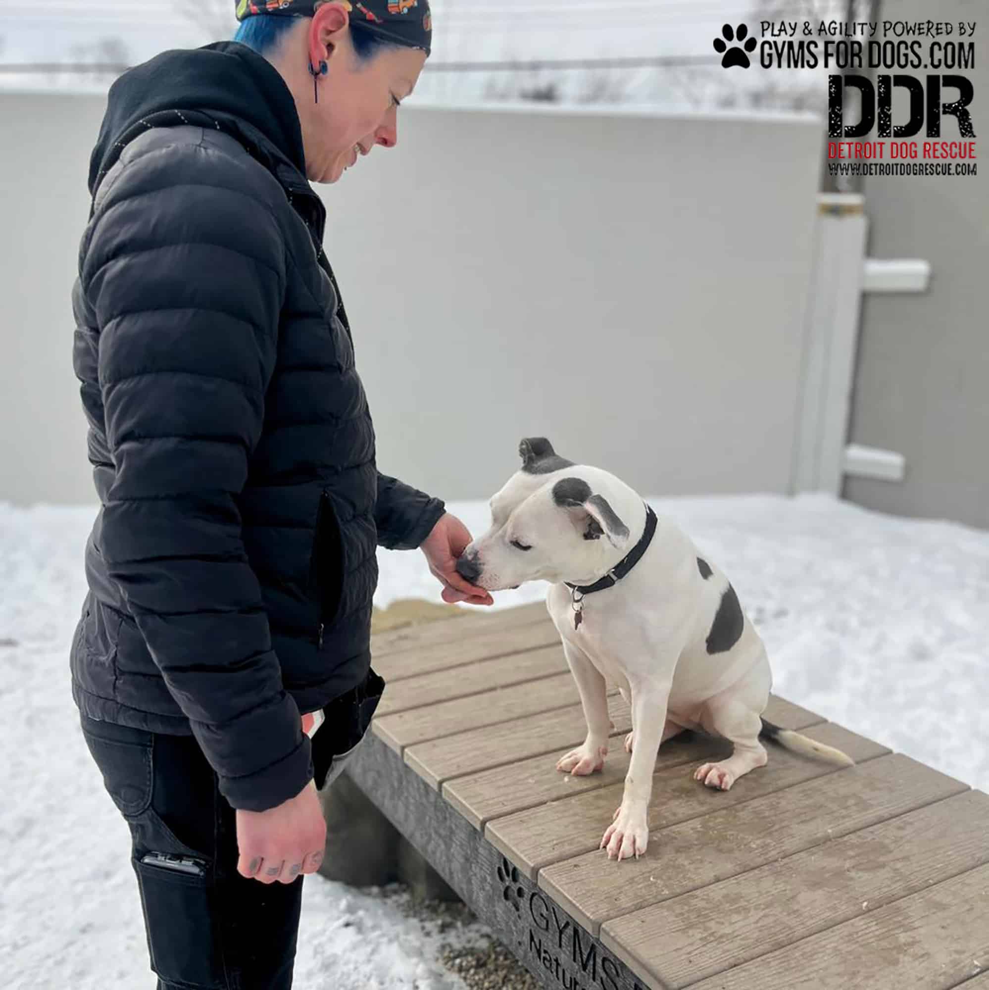 DetroitDogRescue GymsForDogs ShelterStrong ElliesBoulderBridge2