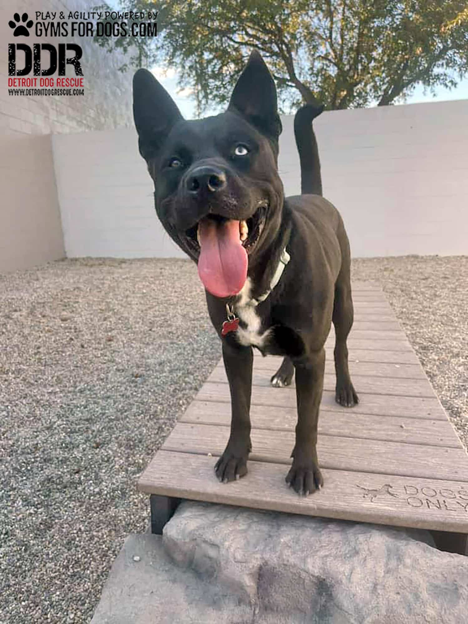 DetroitDogRescue GymsForDogs ShelterStrong ElliesBoulderBridge3