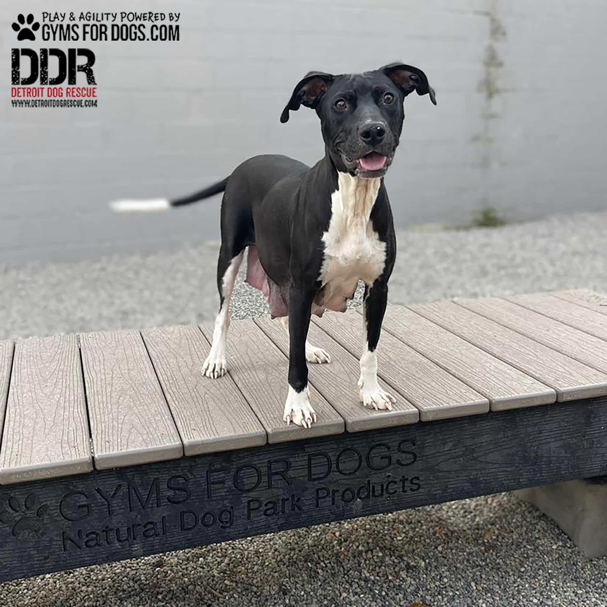 DetroitDogRescue GymsForDogs ShelterStrong ElliesBoulderBridge4