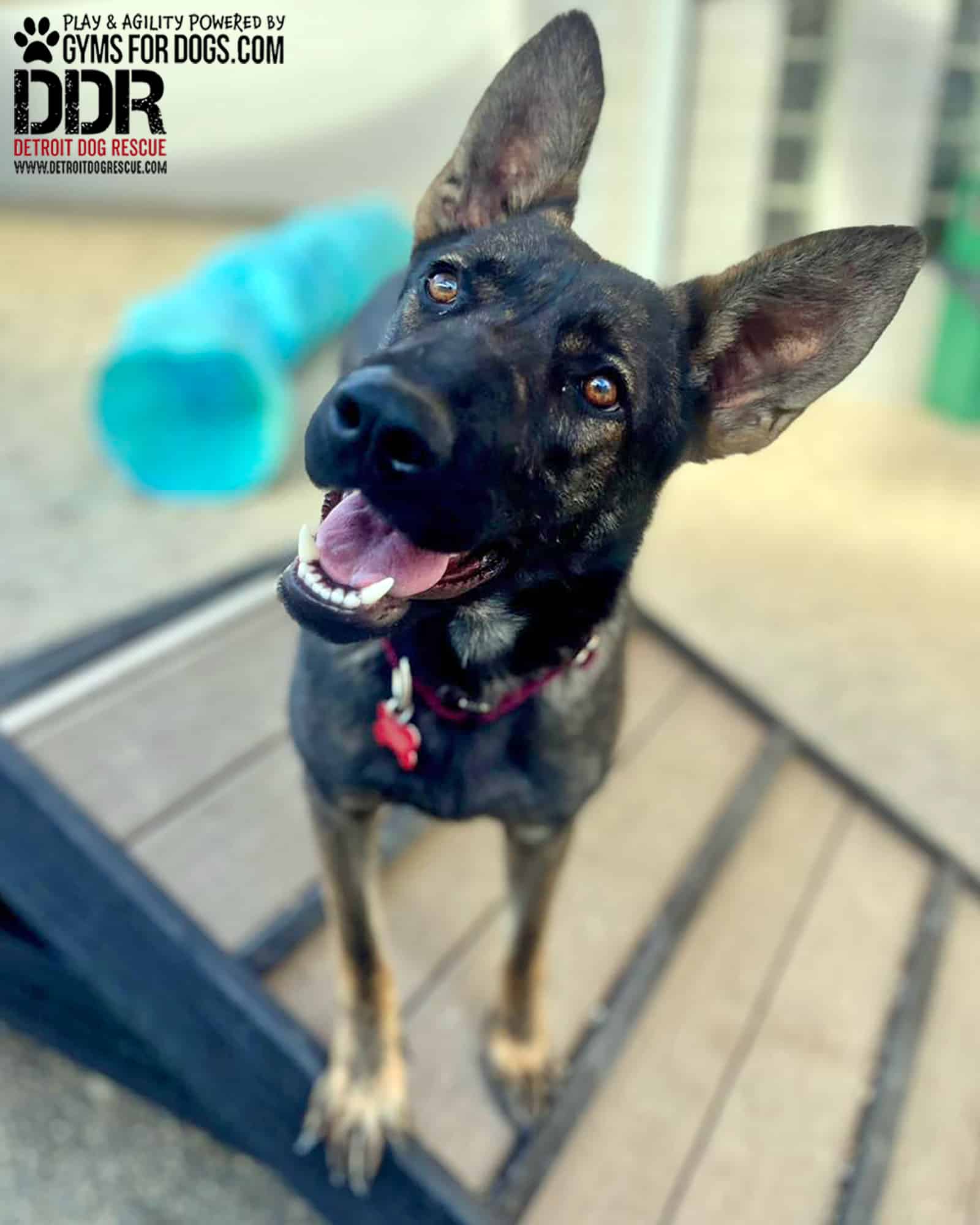 DetroitDogRescue GymsForDogs ShelterStrong HillClimb