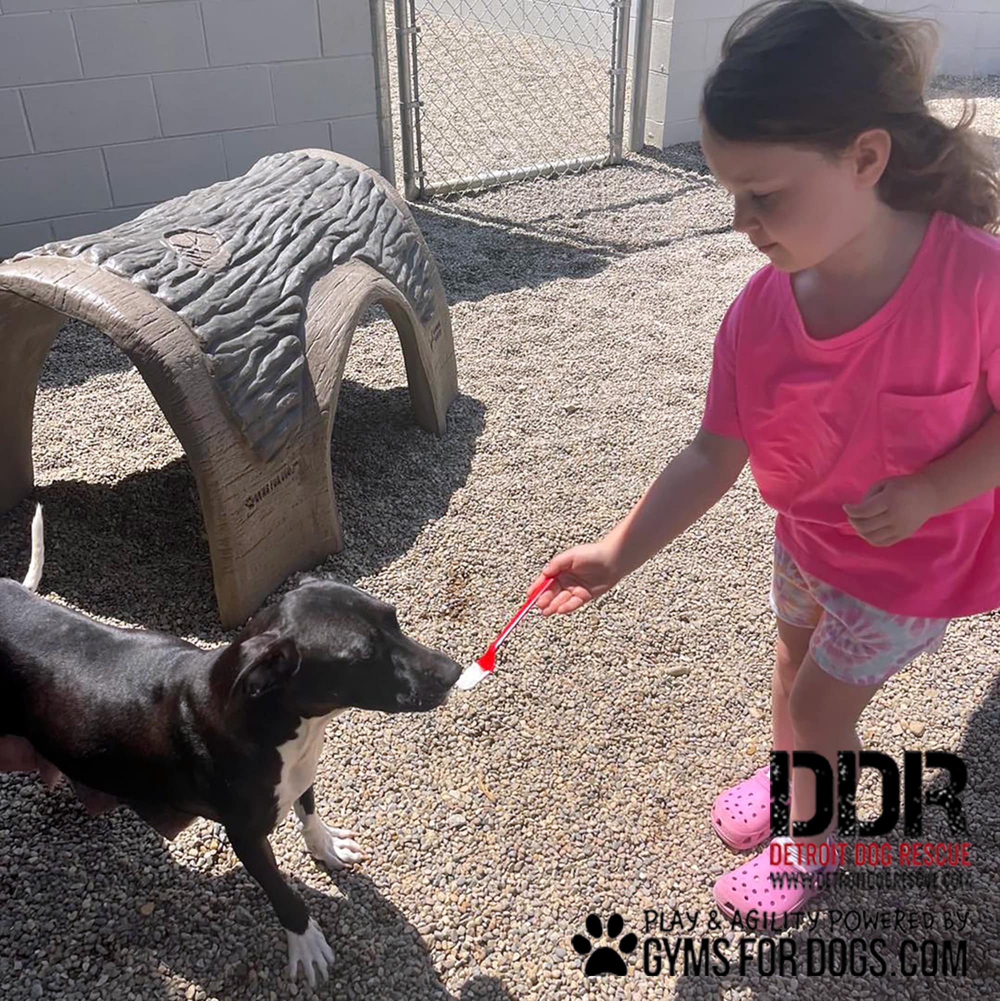 DetroitDogRescue GymsForDogs ShelterStrong hammiesTunnelHouse