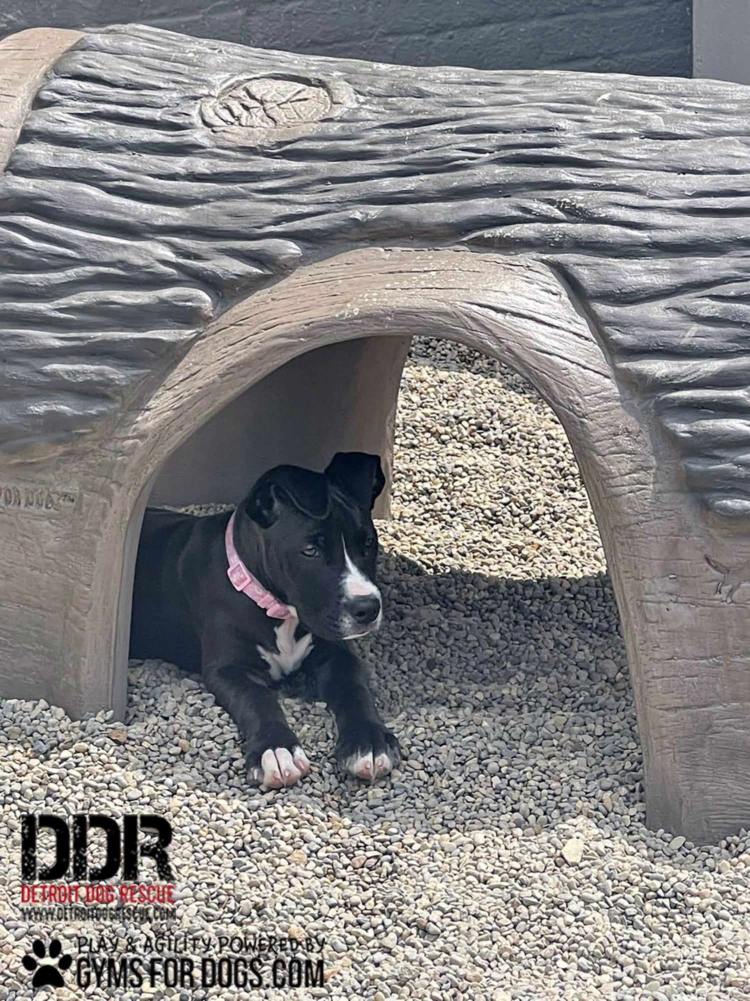 DetroitDogRescue GymsForDogs ShelterStrong hammiesTunnelHouse2