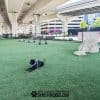 DogPark5