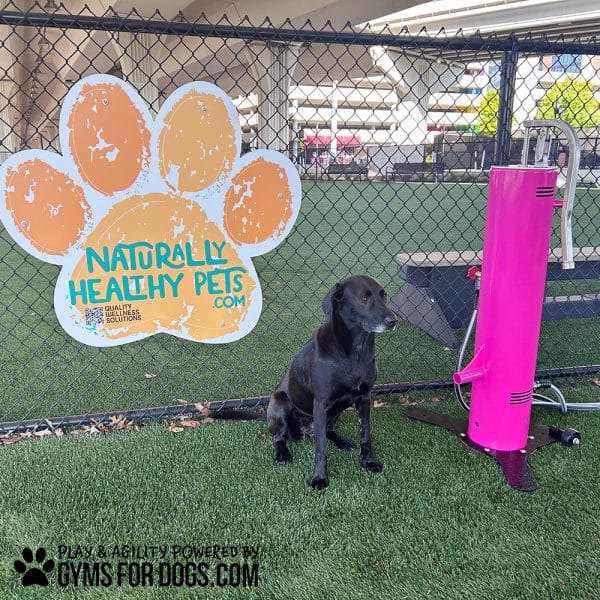 EasyFlowWaterFounatain Maggie