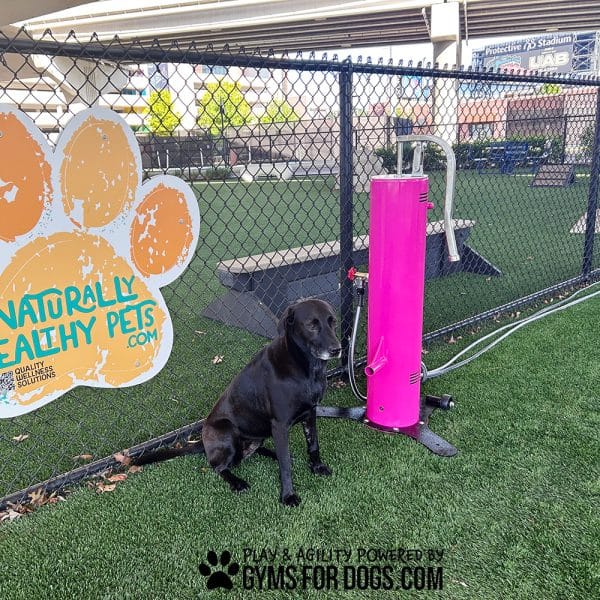 EasyFlowWaterFounatain Maggie2