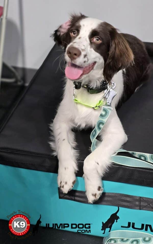 GFD foam plyo boxes tristategreen4