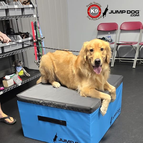 GFD foam plyo boxes blue tristate