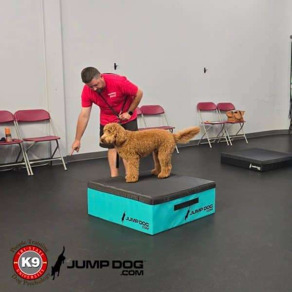 GFD foam plyo boxes blue tristategreen2