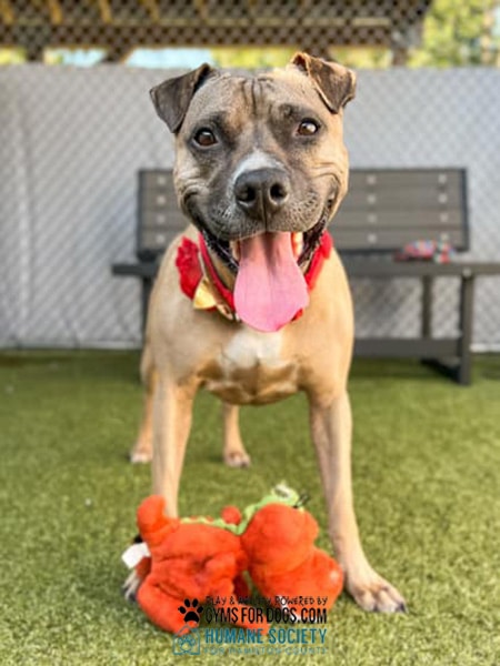 HamiltonHumane GymsForDogs ShelterStrong Bench2