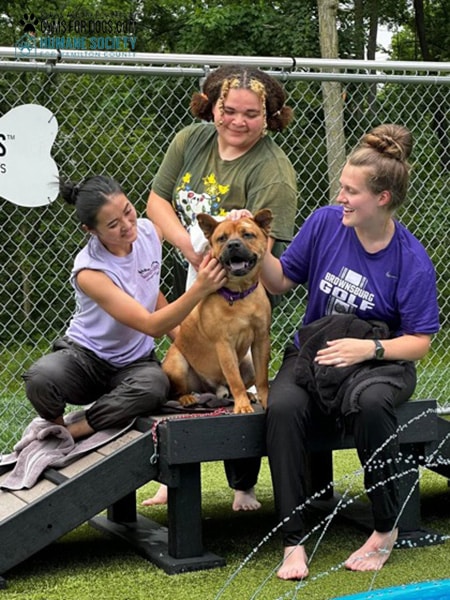 HamiltonHumane GymsForDogs ShelterStrong BridgeClimb3