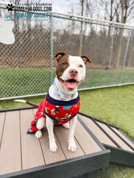 HamiltonHumane GymsForDogs ShelterStrong BridgeClimb4
