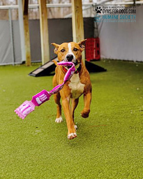 HamiltonHumane GymsForDogs ShelterStrong Play2