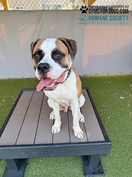 HamiltonHumane GymsForDogs ShelterStrong TrainingPlatform3