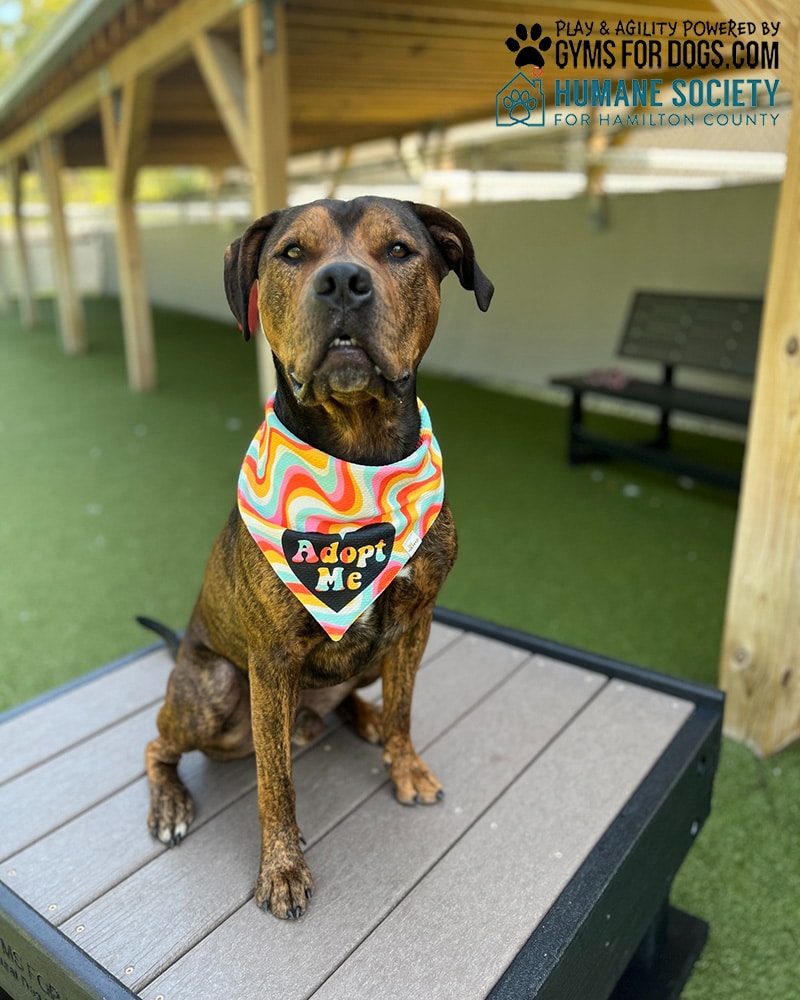 HamiltonHumane GymsForDogs ShelterStrong TrainingPlatform4