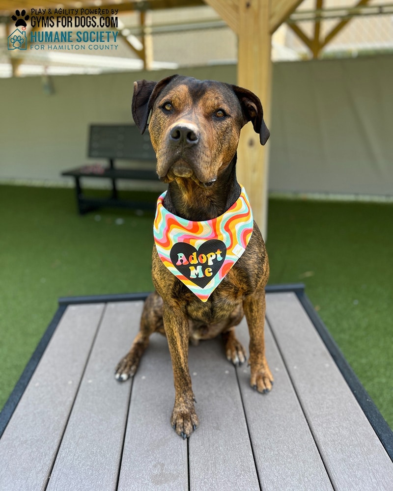 HamiltonHumane GymsForDogs ShelterStrong TrainingPlatform5