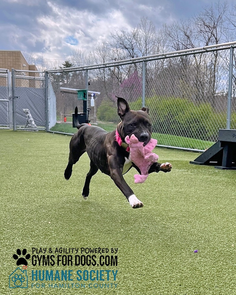 HamiltonHumane GymsForDogs ShelterStrong play