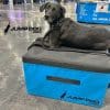 JumpDog training boxes blue 18 medium Charlie maggie2